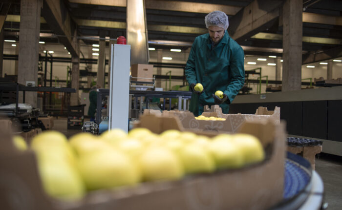 Working in organic food factory sorting green apples and conveyer belt transporting to the cold storage.